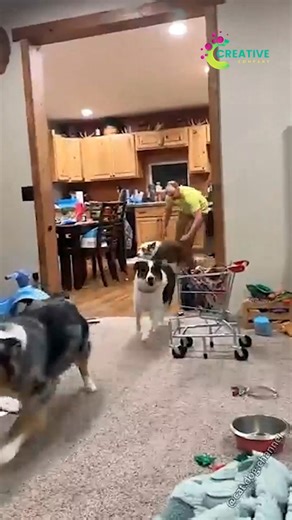 When your dog pretends it didn’t fall off the chair. | Creative Company