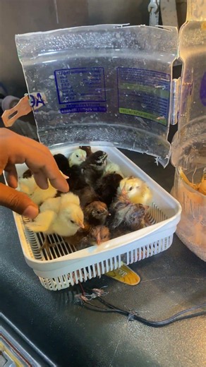 DIY- Bottle Incubator hatching with result #shorts