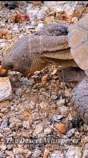 🐢 Yes, desert tortoises eat dry flowers and other dry plant matter in the wild, especially when fresh forage is scarce, as this dry material provides crucial nutrients and moisture during dormancy periods. Their diet shifts seasonally, and they will consume dried grasses, leaves, and flowers along with fresh plants, herbs, and some cacti. #deserttortoise #weroamarizona #koldnews13 #arizona_hiking #arizona_landscapes #arizonahiking #azwildlife #azstateparks #capturearizona #oh_arizona #arizonahi