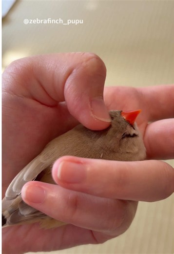 Relaxing in my hand 2 | くつろぎ中... #zebrafinch #キンカチョウ #cuteanimals #癒し | Cute Animals