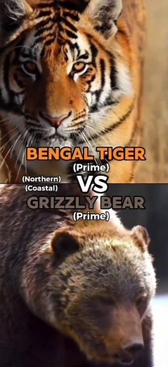 Bengal Tiger VS Grizzly Bear