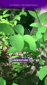 Regenerating Forests Means Regenerating Ourselves 🌿✨ Remember Your Wild