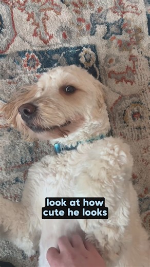 Upgrade your basic Fi unit with a custom collar design! 100+ unique colors and patters plus, a personalized tag! | Stunt Puppy | Facebook