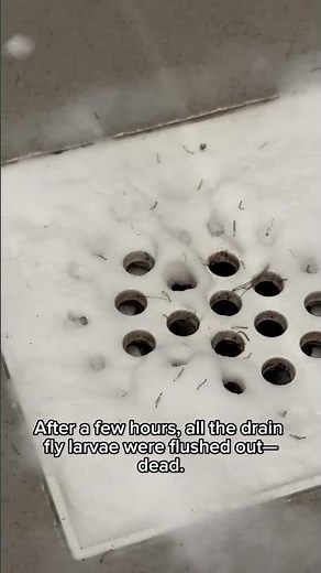 Drain Flies Won’t Go Away? Do THIS! (Works Fast)