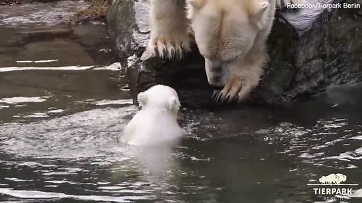 Baby polar bear takes its first swim alongside its mother