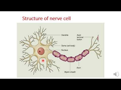 Introduction to autonomic pharmacology