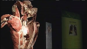 Exhibit uses real bodies to show human anatomy