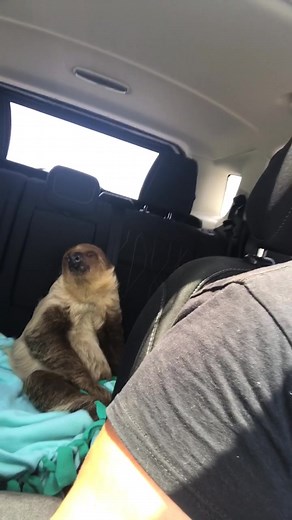 Sloth in Car at Nature Camp
