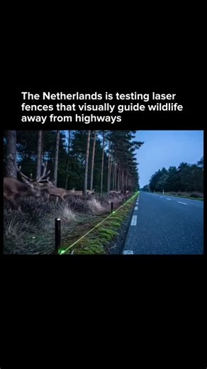 AI • Technology • Innovation on Instagram: "The Netherlands is testing “laser fences” designed to reduce wildlife accidents near highways without using physical barriers. These systems project thin green laser lines along roadsides, creating a visual boundary that animals like deer perceive as a solid fence, guiding them away from traffic and toward safe crossing zones. Unlike traditional steel fencing, laser fences don’t block migration routes or fragment habitats. They aim to lower collision r