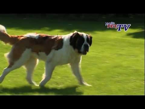 Bernhardiner: Informationen zur Rasse