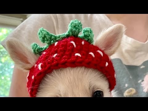 How to crochet a small strawberry dog hat! 🍓