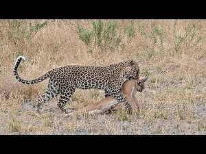 LEOPARD vs CARACAL CAT ►► Real Fight - Eagle Snake Grizzly Bear Wild Wolf Lion Crocodile Mongoose