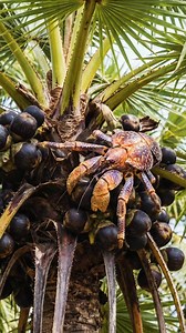 Coconut crab vs palm fruit #fbreels #coconutcrab #crab #fruits #clawverseai | ClawVerse AI