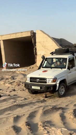 Ethiopian wildlife on TikTok