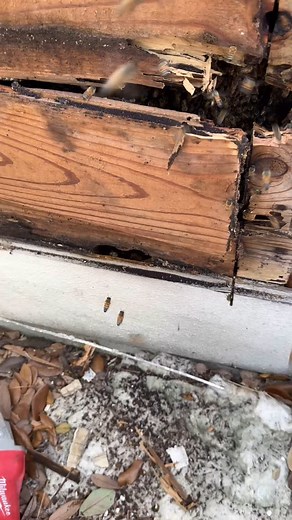 1.3K views · 9K reactions | Gonna bee okay  today was quite the day with three big ol’ hive removals in one place. Thank you so much to Rena @wonderfully_wanderlust for coming along and taking home one of the hives. I know it was late when we finished. Hope you have a sweet rest. Rena’s now a proud bee momma of two! #bees #beekeeping #honeybees #lovebees #bee #abejas #beesarecool #beeremoval | Beelightful Bee Company | Facebook