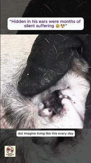 Removing Fat Ticks From a Dog’s Ear 😨 | Severe Ear Tick Infestation (Emotional & Satisfying)