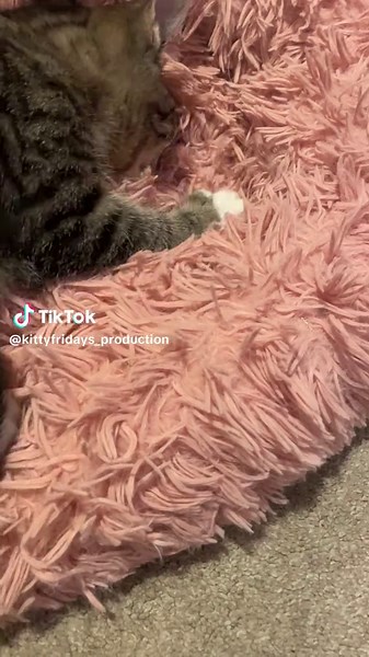 Bro sat here for an hour as a kitten just making biscuits non stop