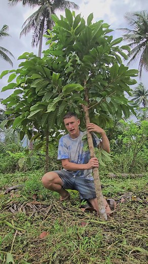 Pili Nut Trees - Planting and Growing Guide