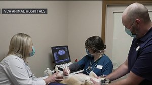Bay Area Pet Owners Struggling to Find Appointments Amid Veterinarian Shortage