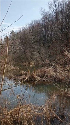 swamp on station cove falls trail Walhalla SC