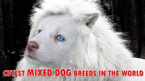Top Cutest Mixed Dog Breeds In The World | Dogs Lovers
