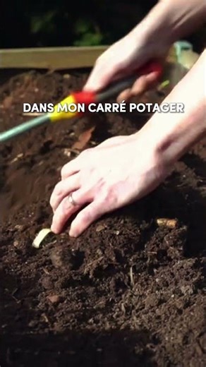 Tu ne planteras plus jamais tes pommes de terre autrement !