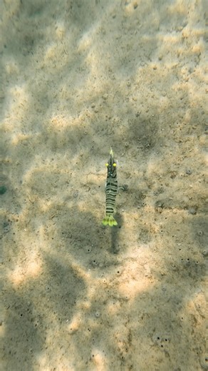 The SUMO SHRIMP brings lifelike action and Titan-RX strength for when only trophies will do. Ready to battle? SUMO is. #BuiltBattleReady #SumoShrimp #NomadDesign | Nomad Design Australia