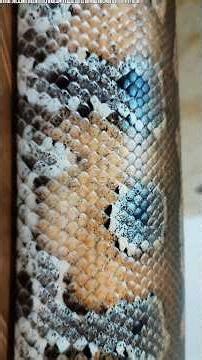 Permisi Kereta Cari Penumpang Dalam Perut Ular Piton Gendut Brongersmai Blood Python Exotic HomePets