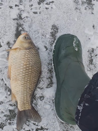 В лунку не влізають карасі #romaxfishing #рекомендації #зимовариболовля #першийлід #відкриттясезону #лайфак #лайфхак