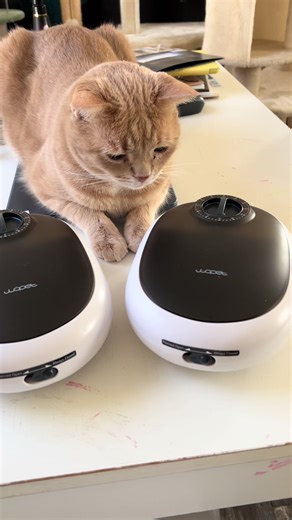 Budget Friendly Automatic Pet Feeder Review
