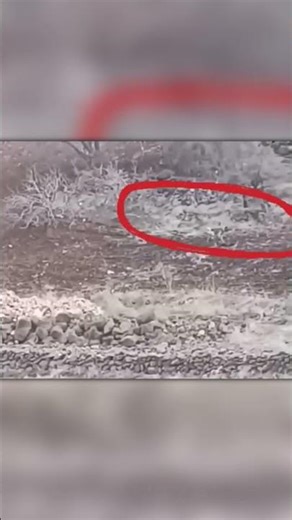 Caucasian Shepherd Joined Wolves… Like a Real Pack Member 😳