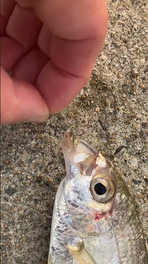 クロサギは口先がべローンと伸びる魚。砂地を好みキス釣りの定番外道魚。地元ではマキとよばれ、ムギメシと呼ばれることもある不味い魚。