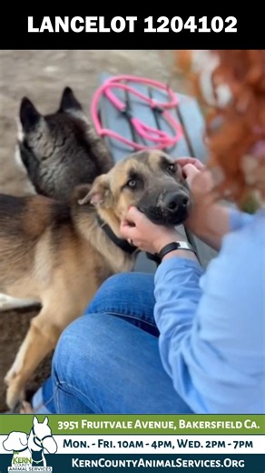 2.2K views · 52 reactions | LANCELOT (1204102) "Little Lancelot is...