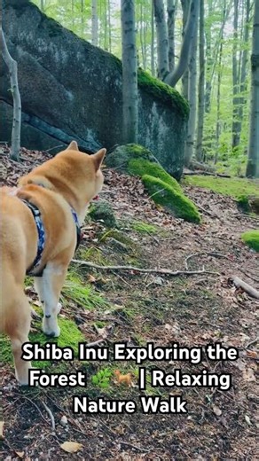 Shiba Inu Exploring the Forest 🌿🐕 | Relaxing Nature Walk