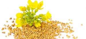 How to Grow and Harvest Mustard from Seed to Sauce | DoItYourself.com