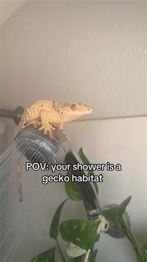 Crested Gecko in the Shower: POV Gecko Habitat Tips