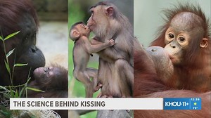 The science behind kissing
