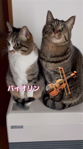 #783【猫動画】バイバイバイオリン【キジトラ】#shorts#ねこ#ネコ#猫#cat#音源お借りしました