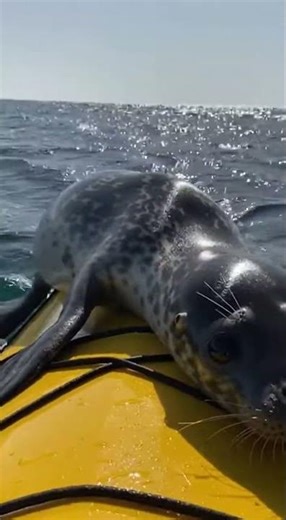 Panicked Seal Leaps onto Kayak for Safety
