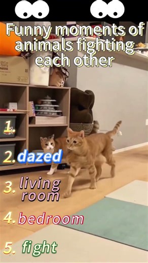 Epic Animal Fights Compilation