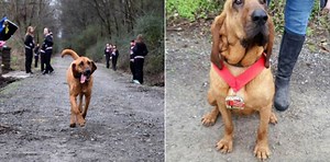 WATCH: Dog accidentally runs half marathon — and finishes in 7th place. http://nbcnews.to/1VlXE9l | NBC Nightly News with Tom Llamas