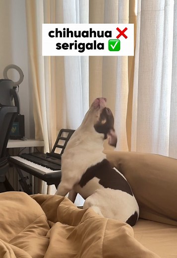 Rico the Howling Chihuahua Will Make You Laugh!