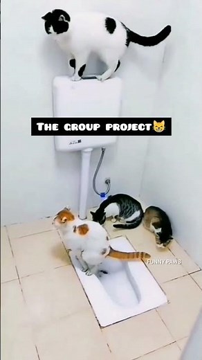 Try Not to Laugh 🤣 Cats Doing Funny Poo Moments Compilation #cats #petshub