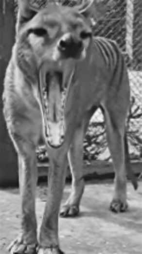 The Last Footage of This Extinct Animal Will Shock You!