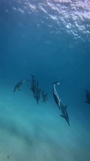 Magical underwater footage of a pod of spinner dolphins off Oahu, Hawaii🫶🐬✨🩵 . . 🎥 @dolphin808m913 . . . #cetaceans #dolphins #spinnerdolphins #underwaterphotography #diving #divinglife #oahu #hawaii #protectwhatyoulove | Champions for Cetaceans