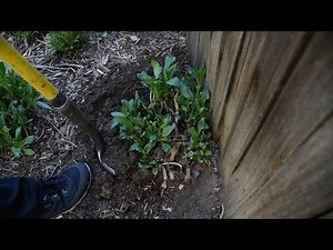 Splitting and transplanting perennials: Gardening with Betty Cahill