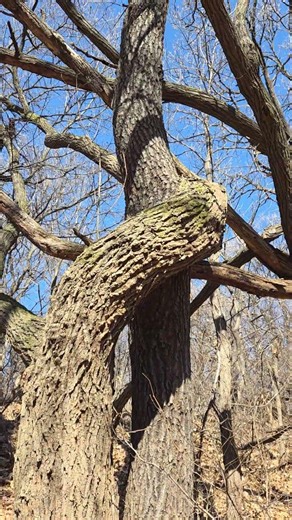 Oak tree linked branches