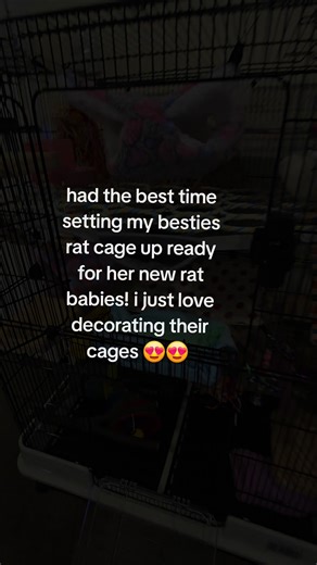I have so much fun decorating rats cages 😍 if only I could do it for a living 🤣🤣 #ratsarepetstoo #rats #dumborats #ratsastus #cage