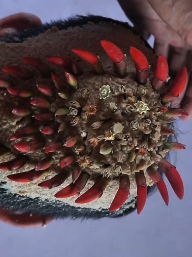 Dandruff satisfying removal of cleaning #DandruffScratching #ItchyDryScalp #HugeFlakes #Dandruff #dandrufftreatment #satisfying #dandruffremoval #fblifestyle Disclaimer: Videos do not show original Dandruff,they are used for education purpose. Thank You,,, | Hit's