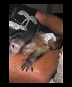 Sweet tiny baby capuchin monkey just being cute! #monkey